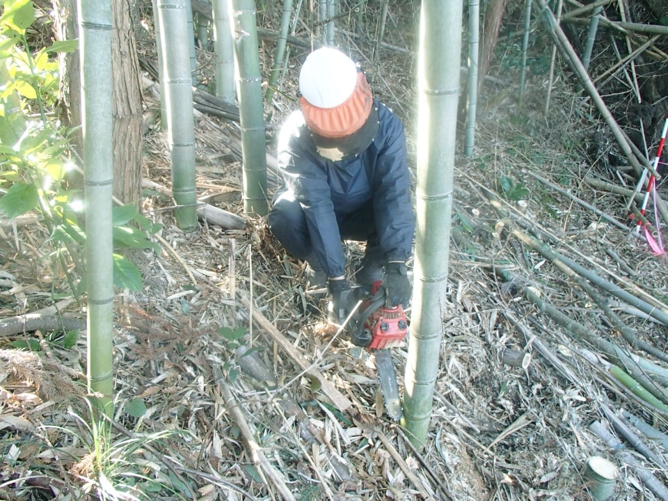 竹林伐採